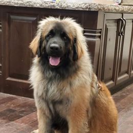 Leonbergers from Leo Fidelis Leonbergers