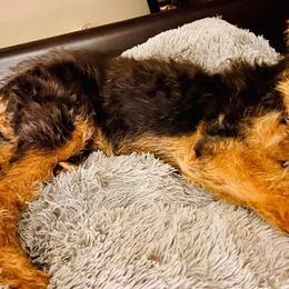 Airedale Terriers from Pilots Acres