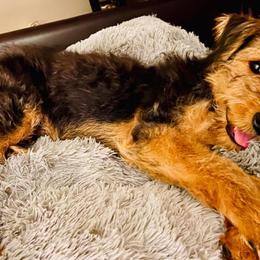 Airedale Terriers from Pilots Acres