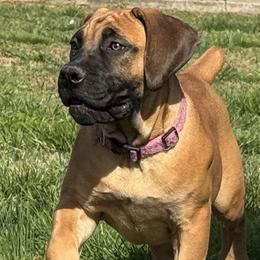 Purple collar female - Fawn female Boerboel puppy in Bon Aqua, Tennessee from Erickson Ranch Boerboels