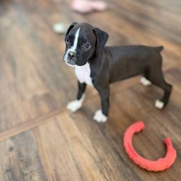 Trixie - Brindle female Boxer puppy in Upper Sandusky, Ohio from Rock Run Homestead