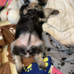 Miniature Schnauzer Puppies from Black Gold Miniature Schnauzers