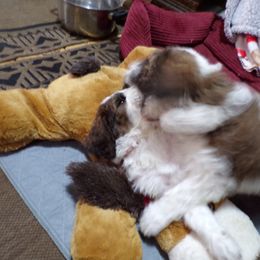 Aussiedoodle Puppies from Lotadoodle Farms