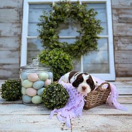 Syrup - Liver white and tan female English Springer Spaniel puppy in Henderson County, North Carolina from Roan Creek Kennels
