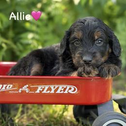 Allie - Black phantom female Aussiedoodle puppy in Lancaster, Minnesota from Finney Ranch