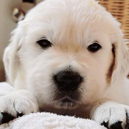 Mr. Darcy - Light golden male Golden Retriever puppy in Hamilton, Ohio from Indy's God Given Goldens