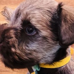 Boy 2 - Liver Miniature Schnauzer puppy in Malvern, Arkansas from Deep South Miniature Schnauzers