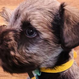 Boy 2 - Liver Miniature Schnauzer puppy in Malvern, Arkansas from Deep South Miniature Schnauzers