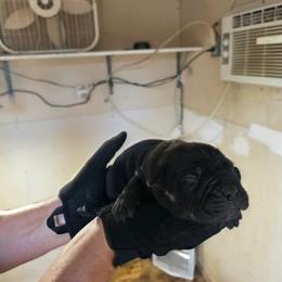 Black 4 - Black female Cane Corso puppy in Kaufman, Texas from Phantom Corsos