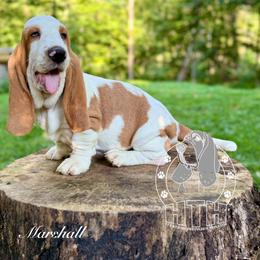 Marshall - Red and white male Basset Hound puppy in Dingess, West Virginia from Tuckers' Howling Hounds
