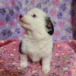 Carletto Beltramini - Blue merle male Toy Australian Shepherd puppy in Laconia, Indiana from Beasley Acres Aussies