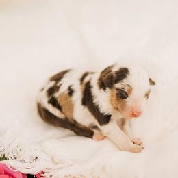Nick Wilde - Red merle male Miniature Australian Shepherd puppy in Enoch, Utah from Twisted H Aussies