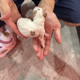 Girl 2 - Blenheim female Cavapoo puppy in Ivins, Utah from Taylia's Cavapoos