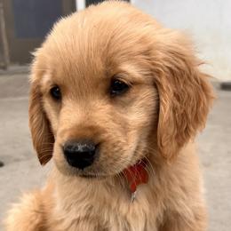 Golden Retriever Puppies from Contango Goldens