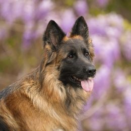 Kitana - German Shepherd