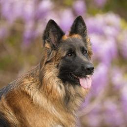 Kitana - German Shepherd