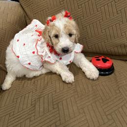Daisy - Parti female Poodle puppy in Mobile, Alabama from Semmy’s Standard Poodle LLC