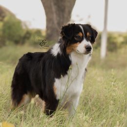 Juliet - Australian Shepherd