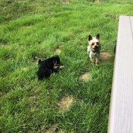 Yorkshire Terrier Puppies from Hilly Acres Farm
