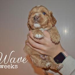 Wave - Buff male Cockapoo puppy in Myerstown, Pennsylvania from The Cocker Cingdom