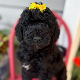 Honor - Black female Goldendoodle puppy in Camden, North Carolina from Oopsie Doodles of NC