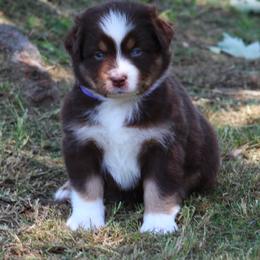 Gracie  red tri with  a blue eye - Red tri-color female Australian Shepherd puppy in Cookeville, Tennessee from Spring Creek Aussies