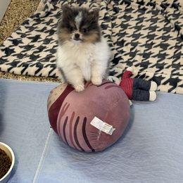 Priscilla - Tri-colored female Pomeranian puppy in California from Savvypomeranians