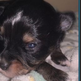 Miniature Australian Shepherds and Toy Australian Shepherds from Cockburn’s Toy and Mini Australian Shepherds