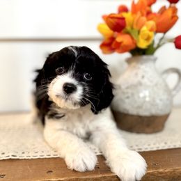 Hank - Black and white male Cavapoo puppy in Kankakee, Illinois from Apricot Roots Doodles