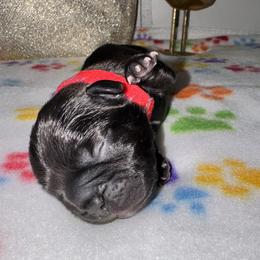 French Bulldog Puppies from jack & Ruby's Frenchies