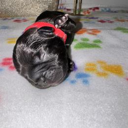French Bulldog Puppies from jack & Ruby's Frenchies