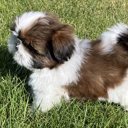 Max - Red and white male Shih Tzu puppy in Silver Lake, Oregon from Bling Shih Tzu