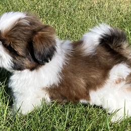 Max - Red and white male Shih Tzu puppy in Silver Lake, Oregon from Bling Shih Tzu