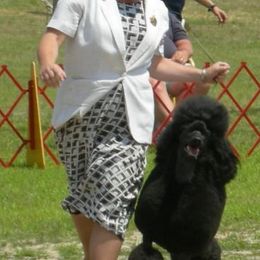 Poodles from Kava Poodles