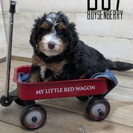 Boysenberry - Tri-color male Bernedoodle puppy in Cambridge, Minnesota from Country Meadow Doodles