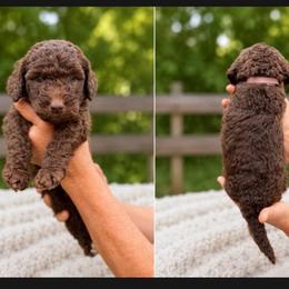 Willow - Chocolate female Goldendoodle puppy in Jasper, Georgia from Harrington Doodles & Poodles