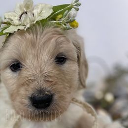 Little Girl Yellow - Cream Assorted Doodle Crosses puppy in Clinton, Montana from BoLo Doodles