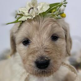 Little Girl Yellow - Cream Assorted Doodle Crosses puppy in Clinton, Montana from BoLo Doodles