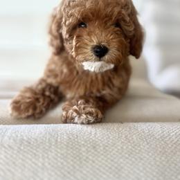 Stella - Caramel red female Australian Labradoodle puppy in Auburn, California from Poodles and Labradoodles breeder