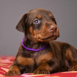 Roulette - Red and rust female Doberman Pinscher puppy in Overton, Texas from Obsidian Kennel