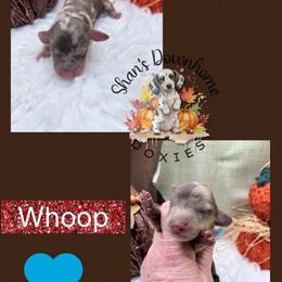 Whoop - Dapple male Dachshund puppy in Hockley, Texas from Shans Down Home Doxies