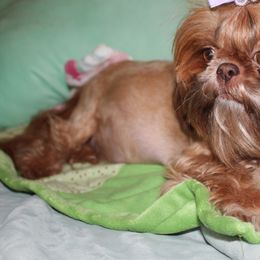 Bella - Shih Tzu