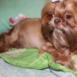 Bella - Shih Tzu