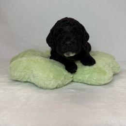 Dahlia - Parti female Poodle puppy in Longview, Washington from Evergreen Miniature Poodles