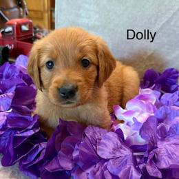Dolly - Dark golden female Golden Retriever puppy in Winnsboro, Texas from Crimson Golden Retrievers