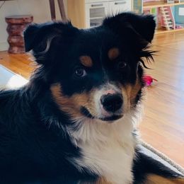 Molly - Miniature Australian Shepherd