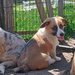 Cyan - Sable and white American Corgi puppy in Ellensburg, Washington from Faery Mount Farm