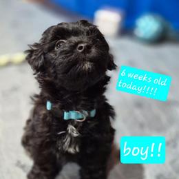 Boy 2 - Black male Havanese puppy in Manchester, Texas from Mimi's Havanese
