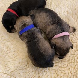 Miniature Schnauzer Puppies from Black Gold Miniature Schnauzers