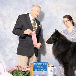 Belgian Sheepdogs from Sans Soleil